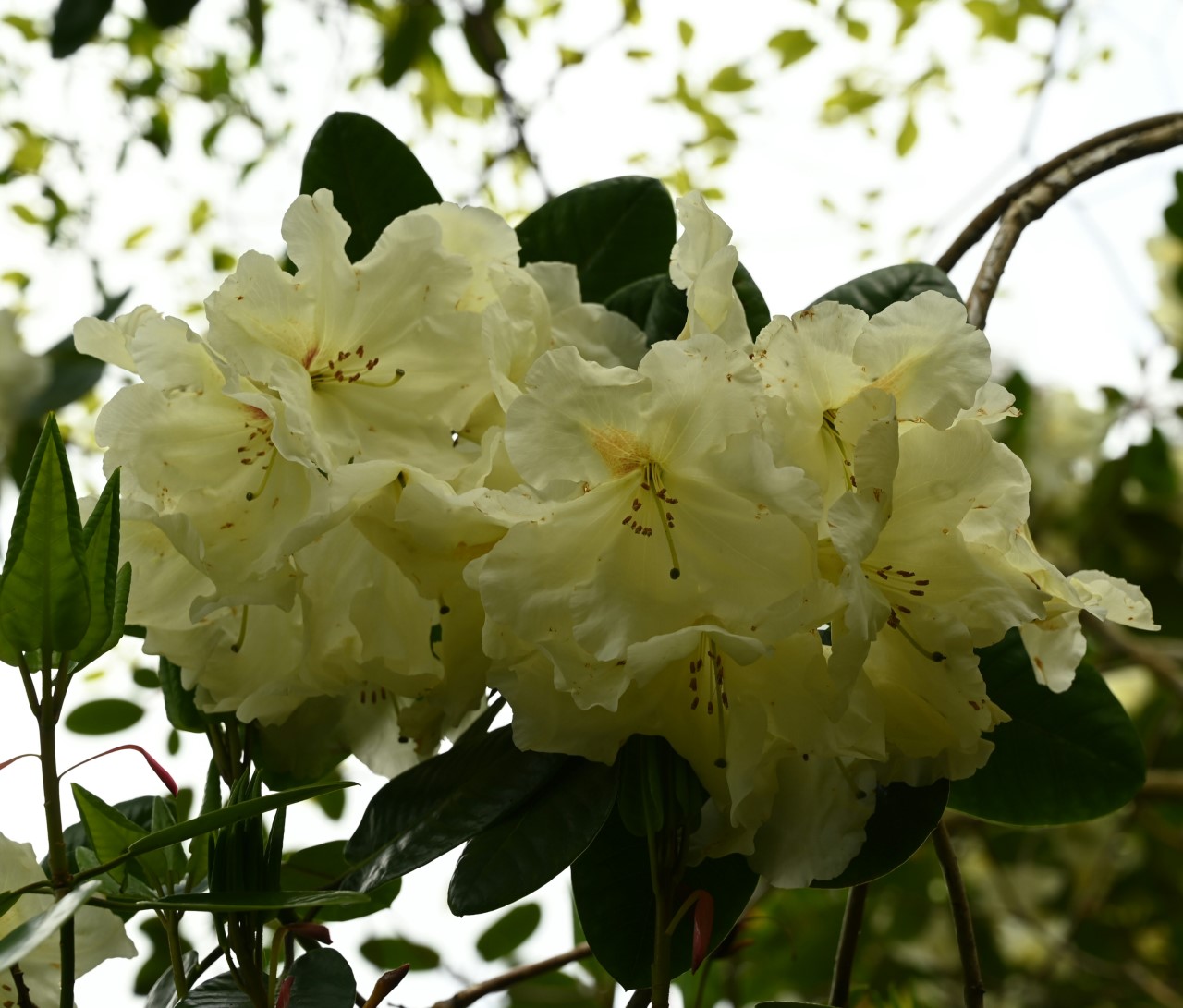 Unknown hybrid